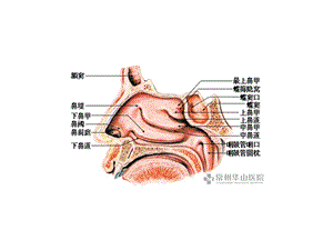 最新鼻息肉护理PPT课件PPT文档.ppt