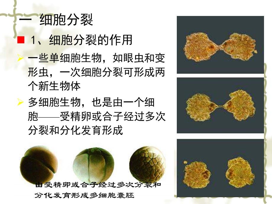 细胞的分裂与分化（21PPT）.ppt_第2页