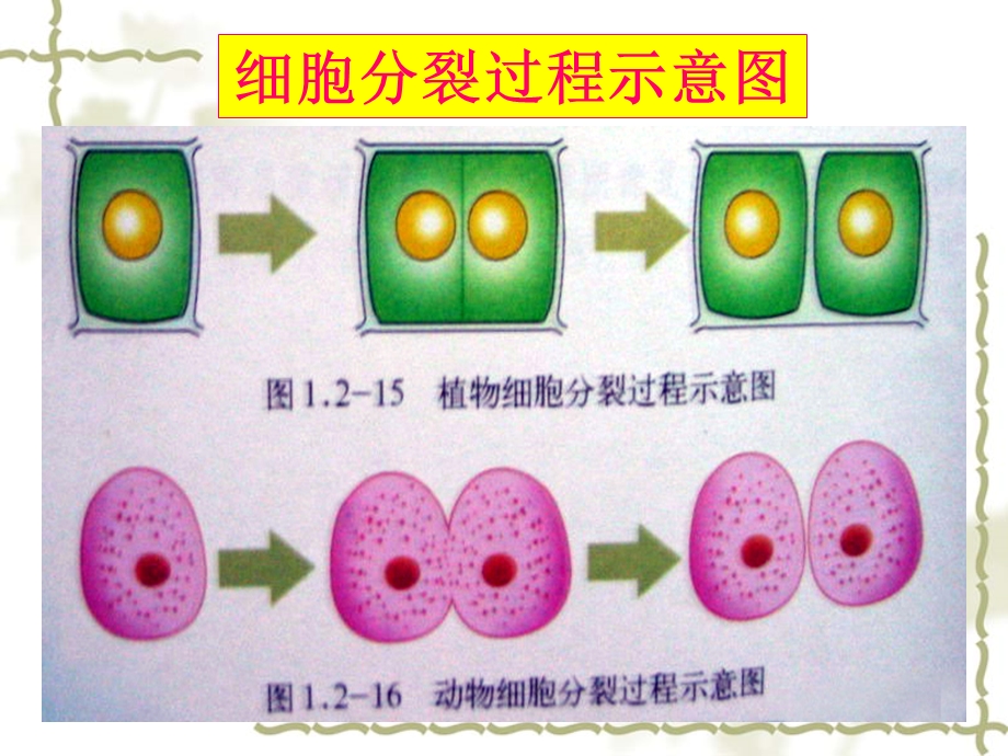 细胞的分裂与分化（21PPT）.ppt_第3页