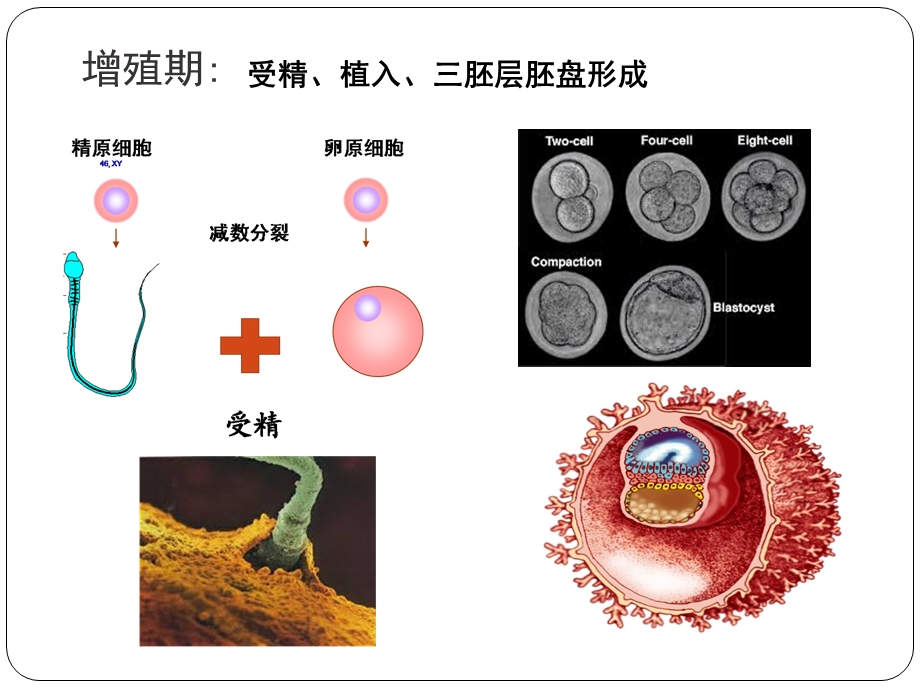 口腔颌面部发育文档资料.ppt_第3页