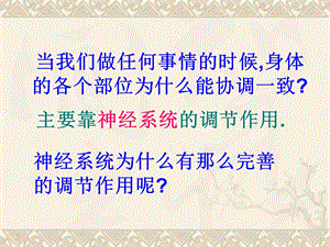 神经系统的组成PPT.ppt