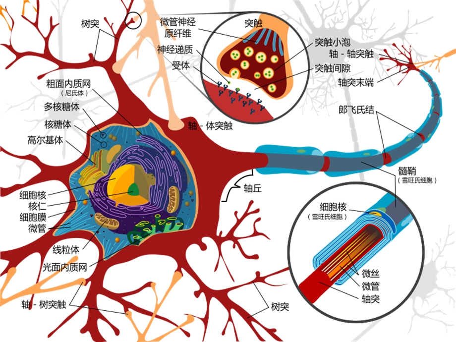 昆虫的神经系统与感觉器官文档资料.ppt_第3页