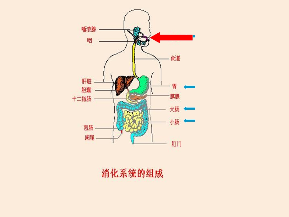 食物的消化和营养物质的吸收.ppt_第2页