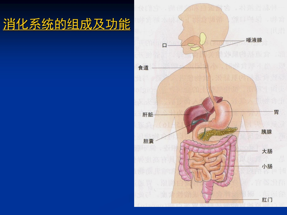 食物的消化和营养物质的吸收.ppt_第3页