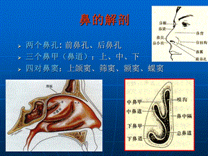 鼻窦炎PPT课件精选文档.ppt