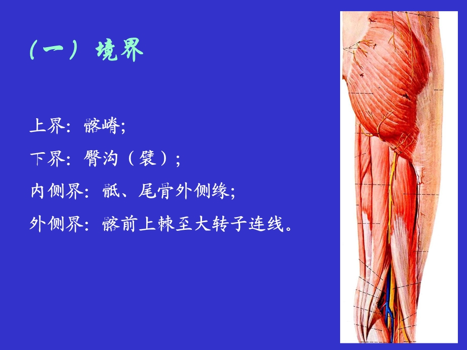 局部解剖学03臀区、股后、腘窝文档资料.ppt_第2页