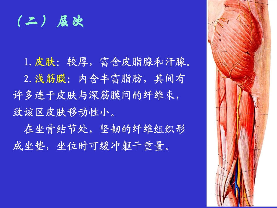 局部解剖学03臀区、股后、腘窝文档资料.ppt_第3页