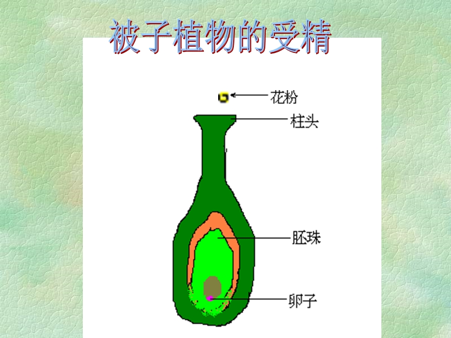 被子植物的受精 (2).ppt_第1页