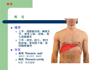 下 肢 局部解剖学　PPT文档.ppt