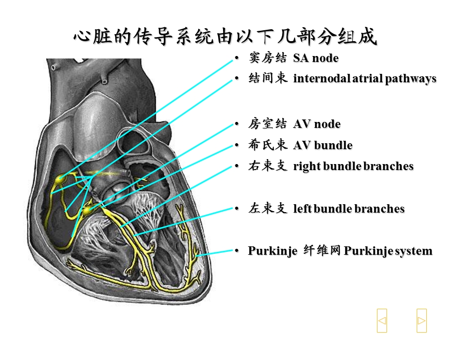 异常心电图的识别文档资料.ppt_第2页