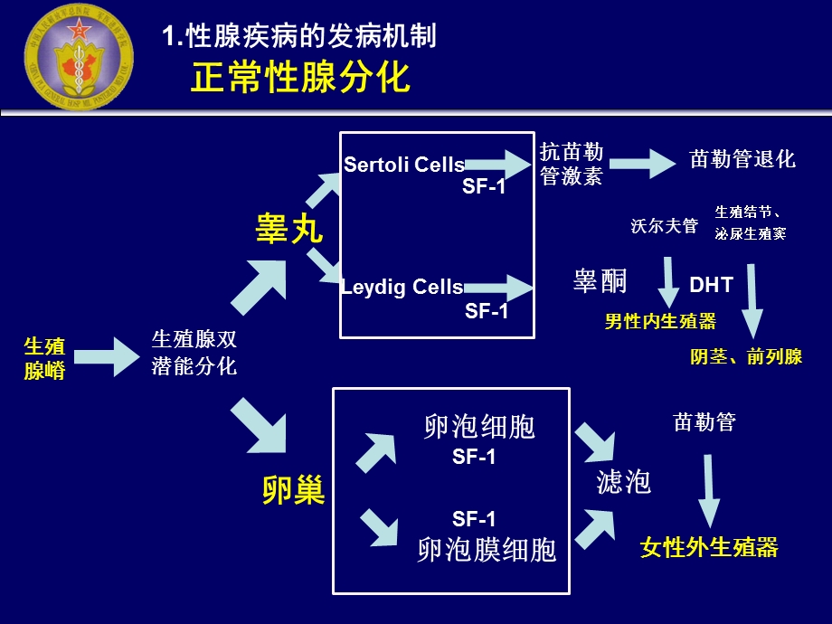 性腺疾病的诊断青岛文档资料.ppt_第3页