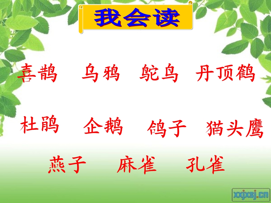 鸟的乐园第二课时.ppt_第2页