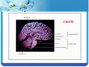 垂体课件内分泌科文档资料.ppt