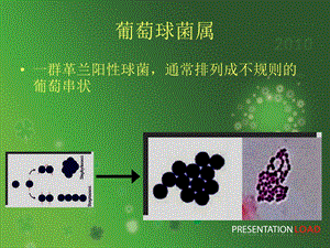 常见病原菌复习中职ppt课件文档资料.ppt