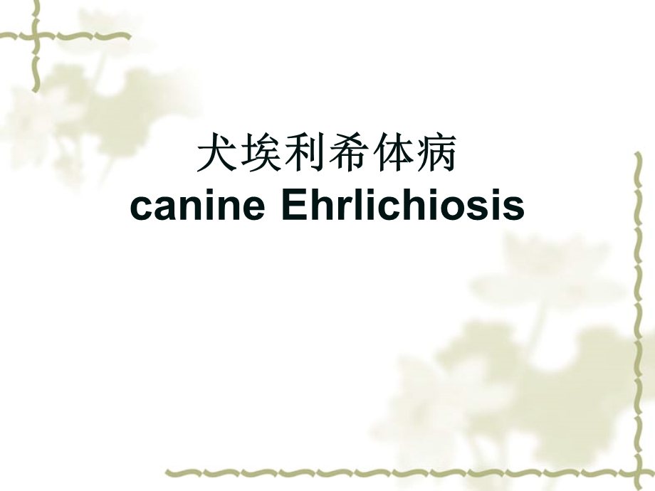 犬猫细菌性传染病文档资料.ppt_第1页