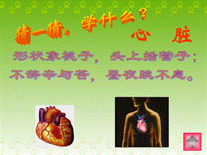 输送血液的泵一一心脏PPT课件.ppt