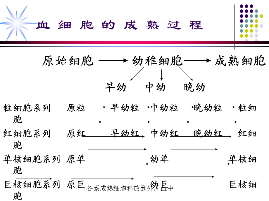 修改血细胞形态特征及常见血液病的血液学特征ppt课件文档资料.ppt_第3页