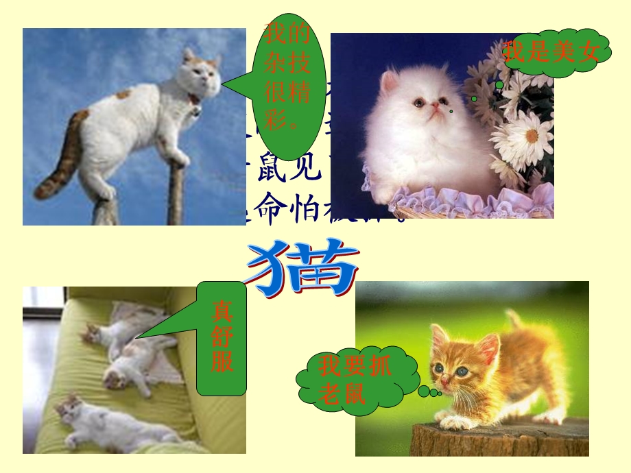 老舍《猫》课件(19页) (2).ppt_第2页