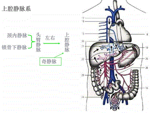 人体解剖之动静脉图文.ppt.ppt