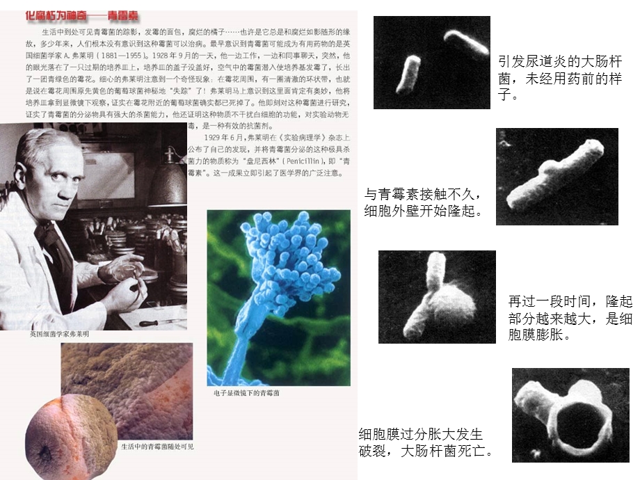 微生物与人的关系.ppt_第3页