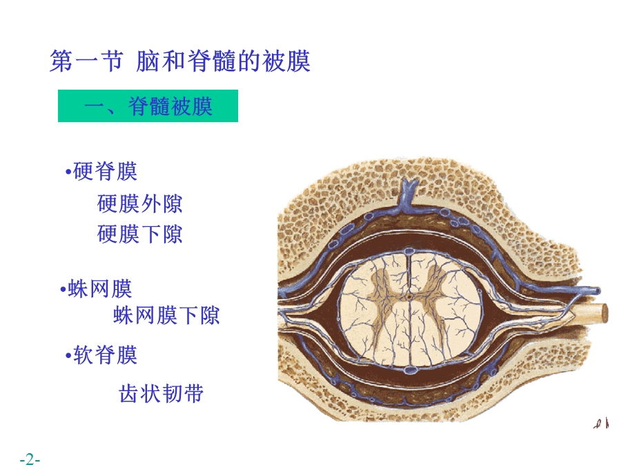 脑和脊髓的被膜血管CSF循环.ppt_第2页