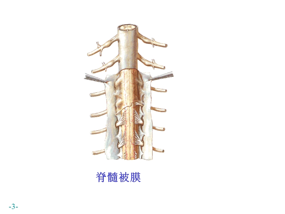 脑和脊髓的被膜血管CSF循环.ppt_第3页