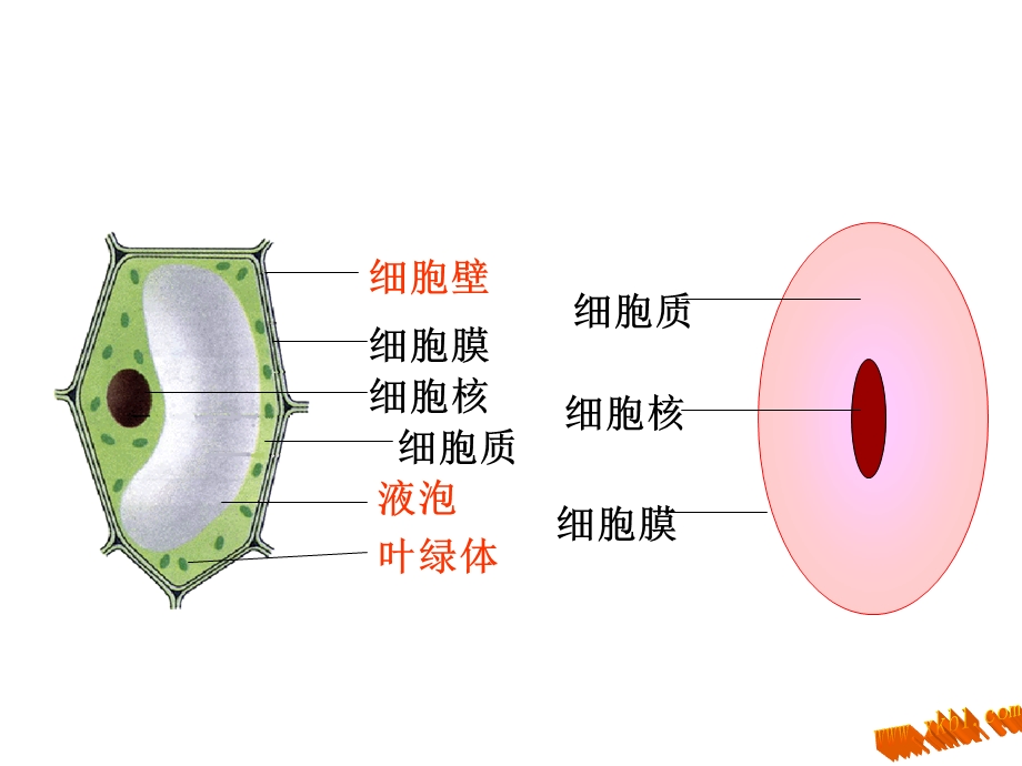 细胞的生活2.ppt_第2页