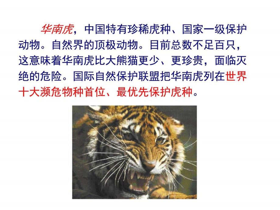 华南虎ppt课件.ppt5.ppt_第3页