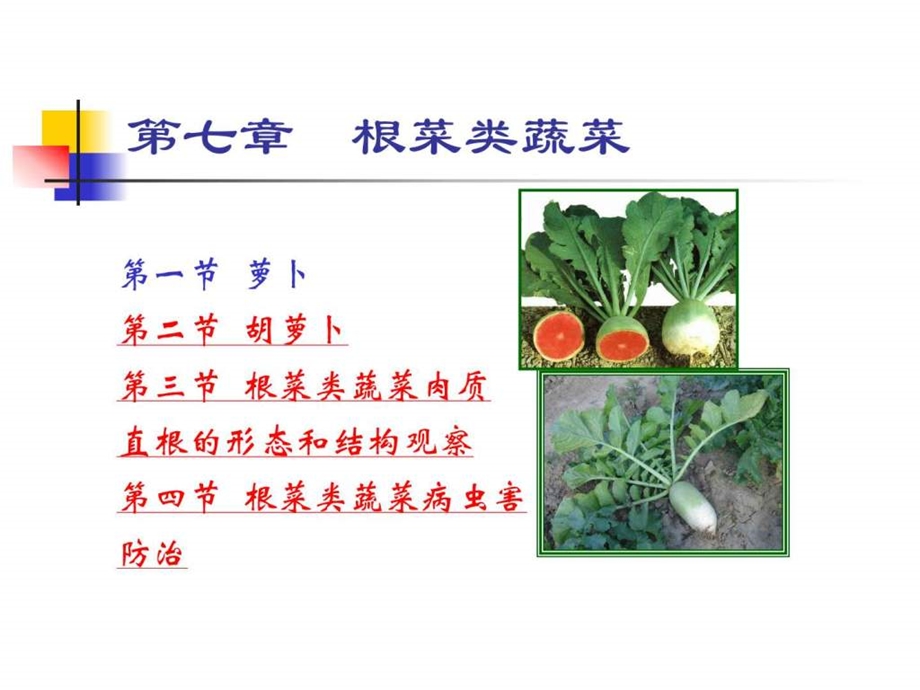 根菜类蔬菜种植技术图文.ppt1.ppt_第2页