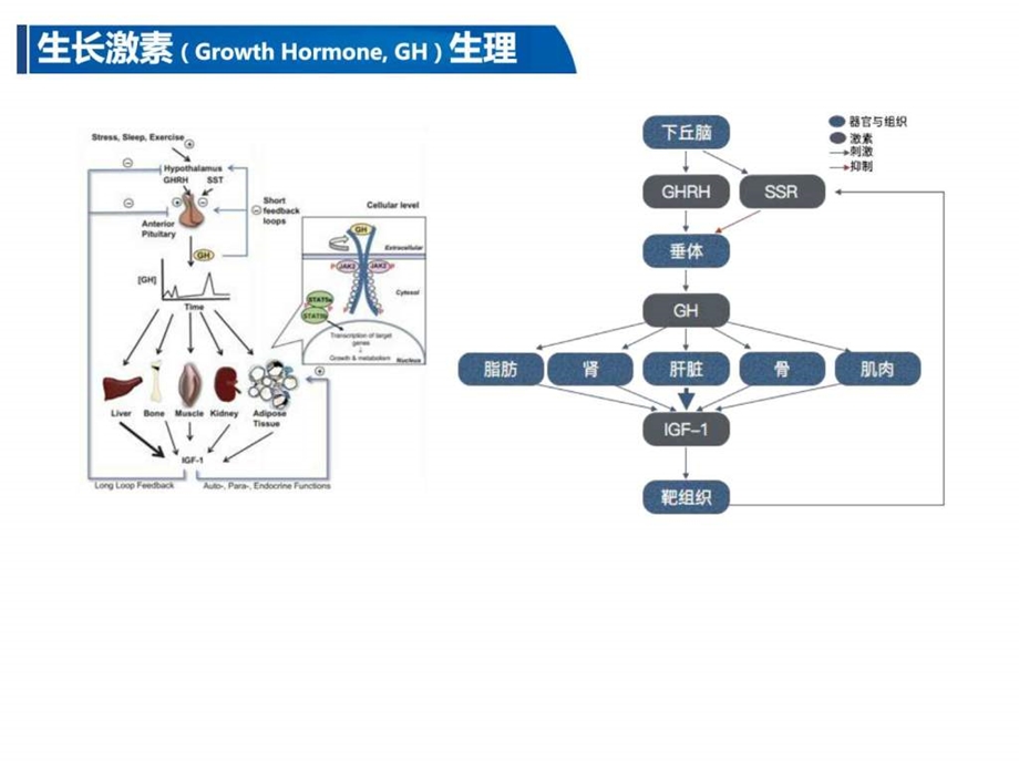 重组人生长激素临床应用进展图文.ppt.ppt_第3页