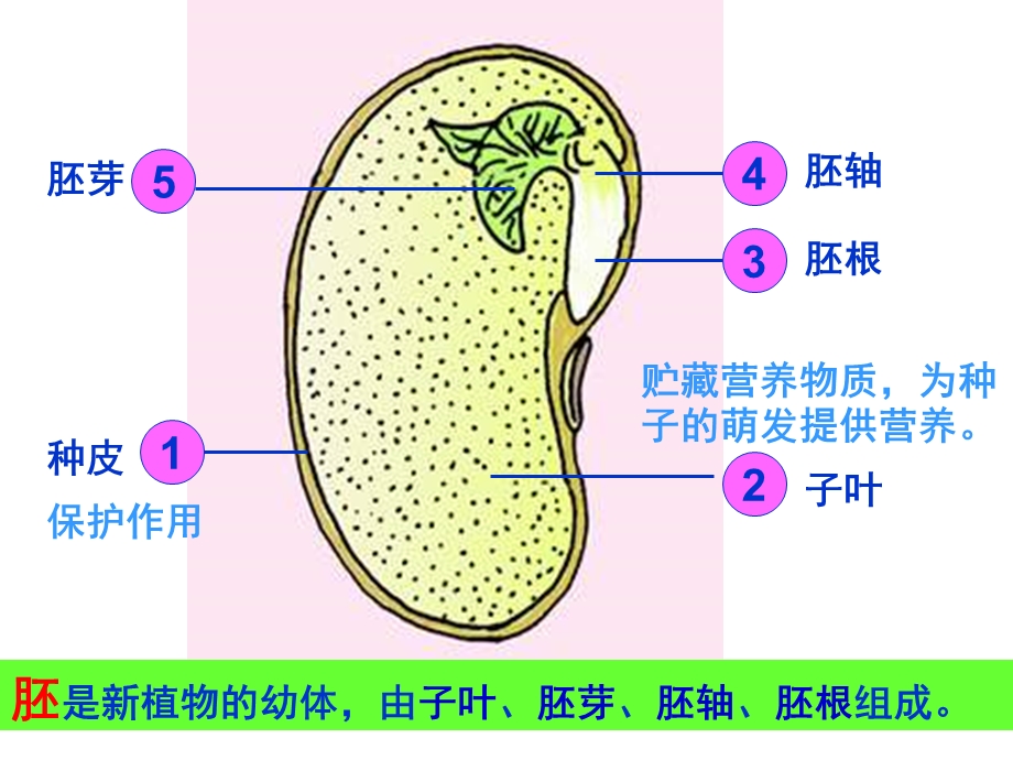 【最新】第一节__种子的萌发(45张).ppt_第3页