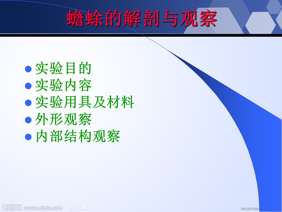 蟾蜍的解剖精选文档.ppt_第1页