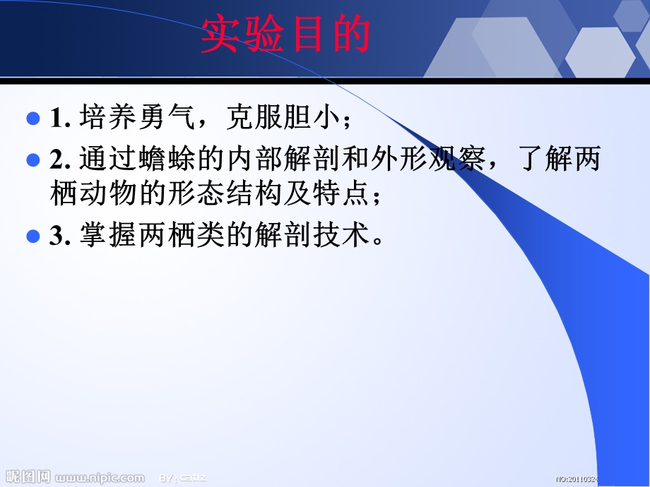 蟾蜍的解剖精选文档.ppt_第2页