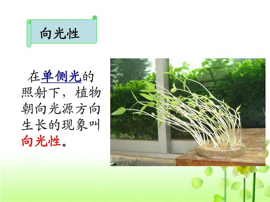 青岛市教研活动公开课植物生长素的发现.9.28.ppt.ppt_第3页