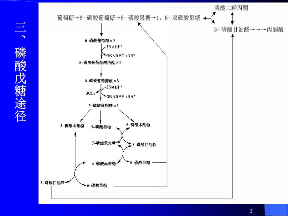 第25章戊糖途径HMS和糖原生成.ppt_第2页