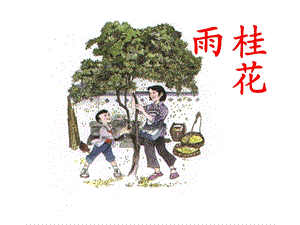 桂花雨上课用.ppt