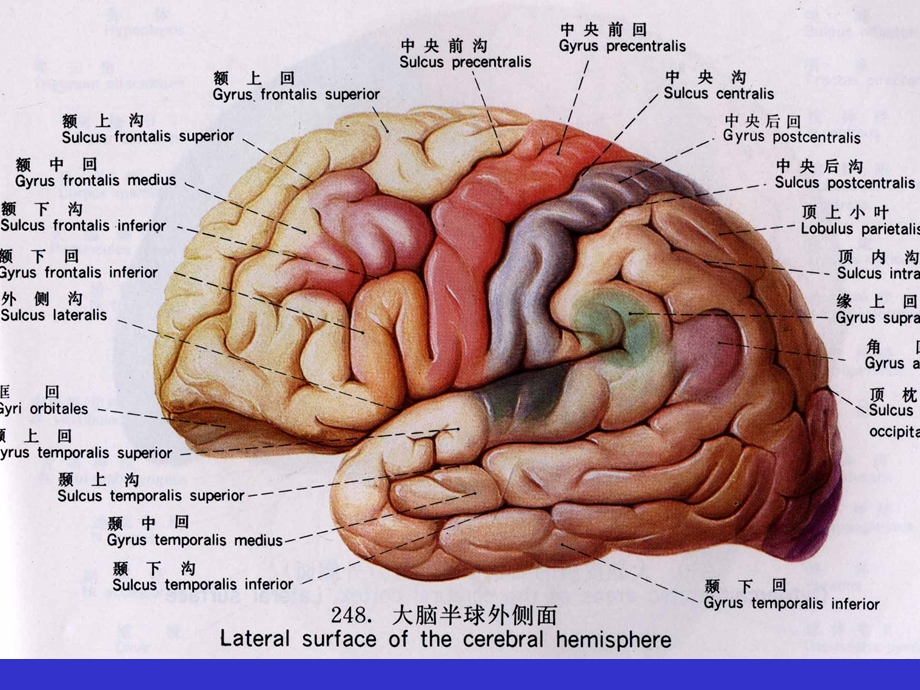 中枢神经系统断层解剖.ppt_第2页