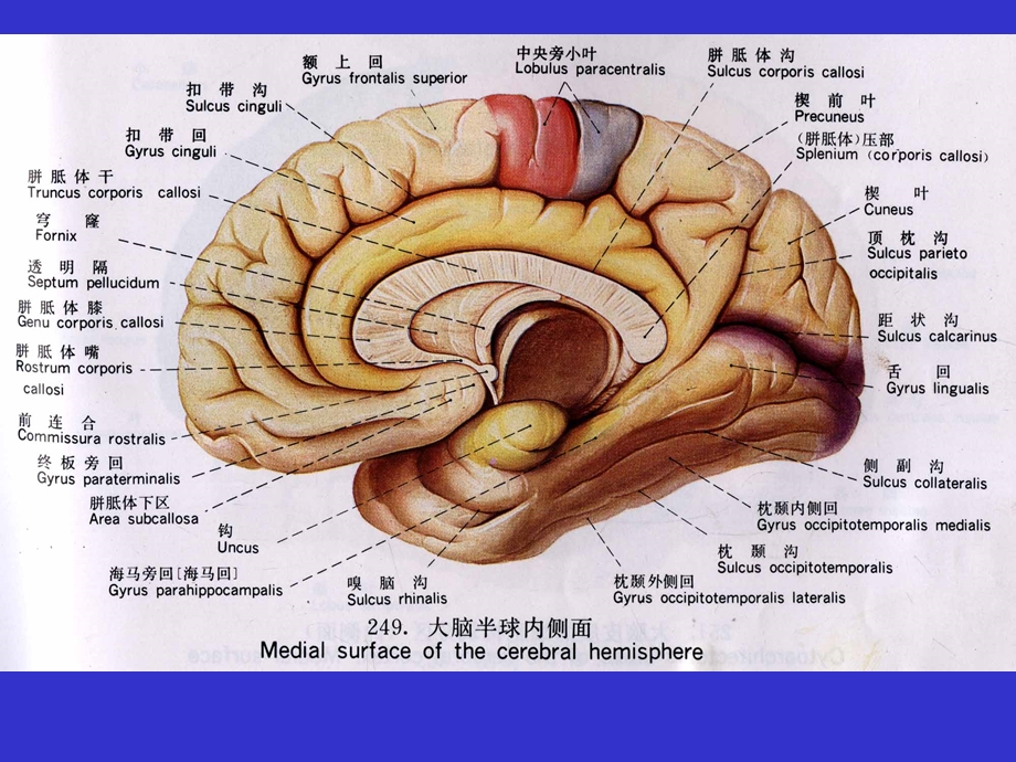 中枢神经系统断层解剖.ppt_第3页