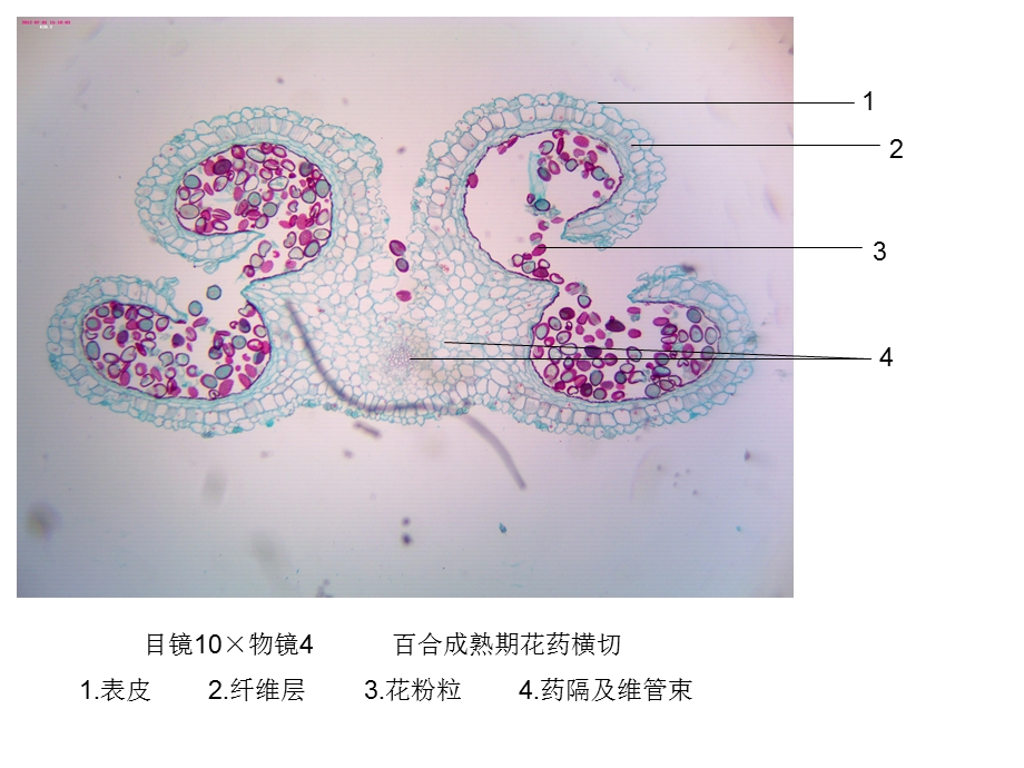 潘晓军药用植物学花果实及种子.ppt_第1页