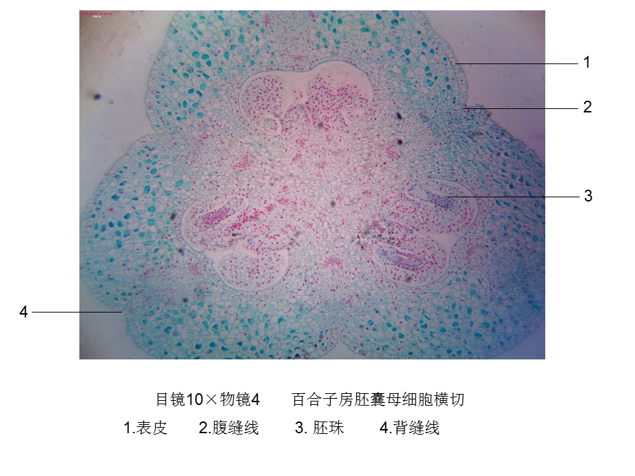 潘晓军药用植物学花果实及种子.ppt_第2页