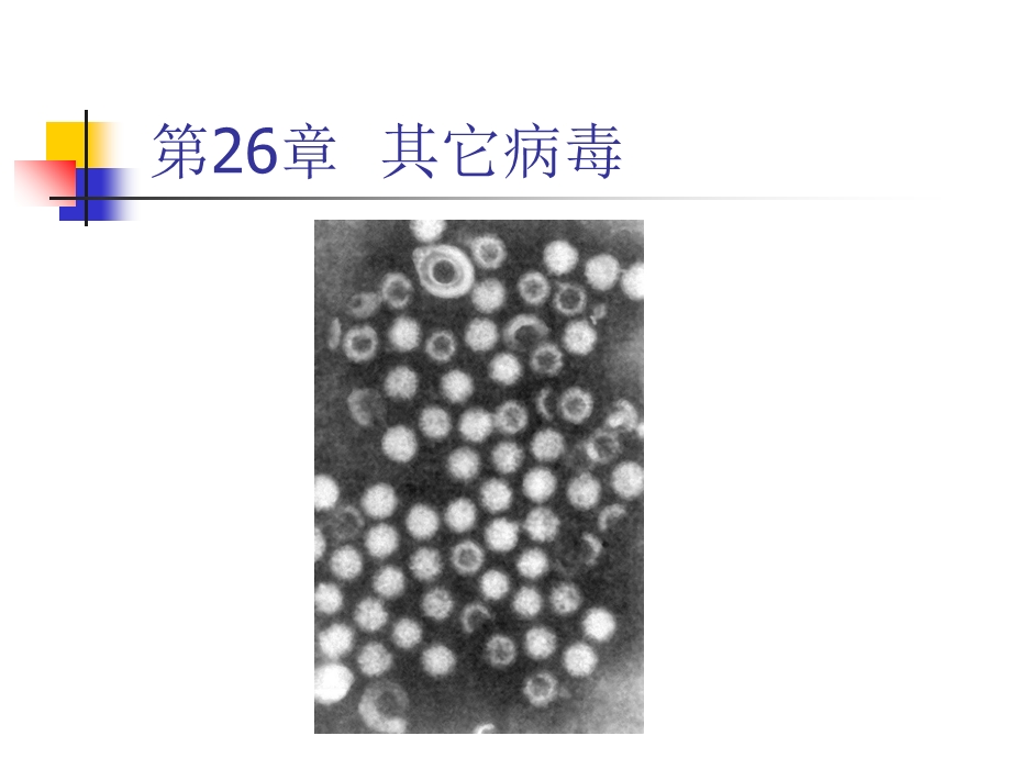 第26章其它病毒文档资料.ppt_第1页