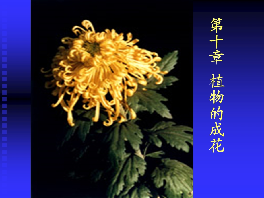 第十章植物的成花.ppt_第1页