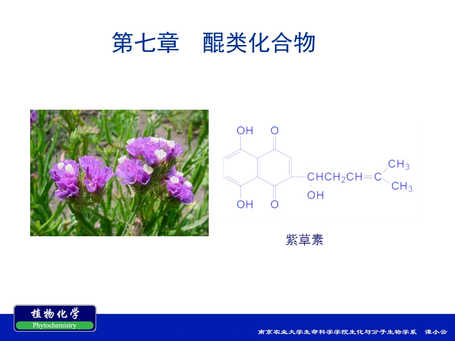 第七章醌类化合物ppt课件.ppt_第1页