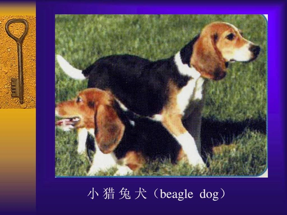 实验动物学犬猴.ppt.ppt_第2页