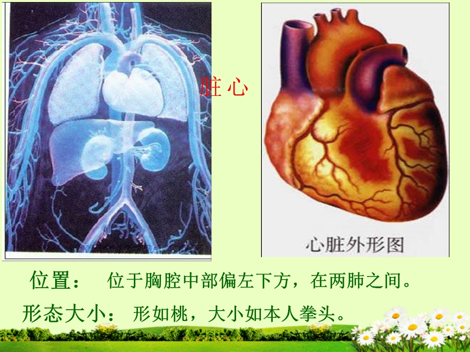 第三节输送血液的泵心脏.ppt_第2页