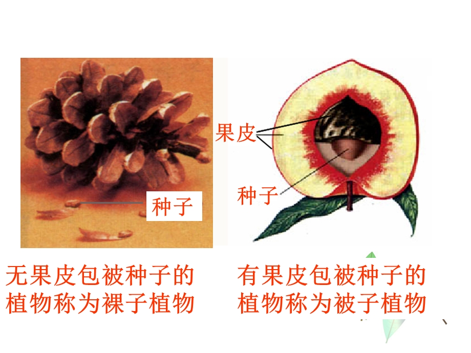 裸子植物被子植物.ppt_第2页