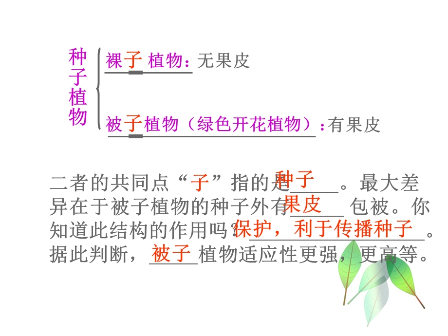 裸子植物被子植物.ppt_第3页