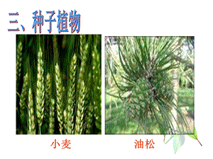 裸子植物被子植物.ppt