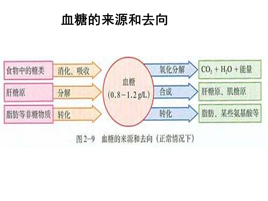 580血糖的来源和去向.ppt_第1页