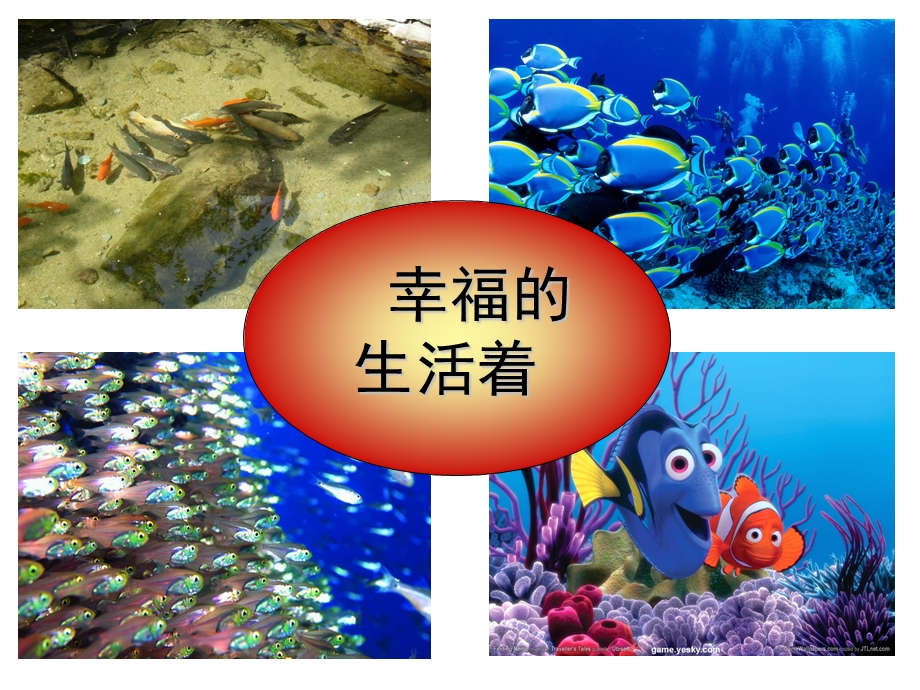 浅水洼里的小鱼后做的课件.ppt_第3页